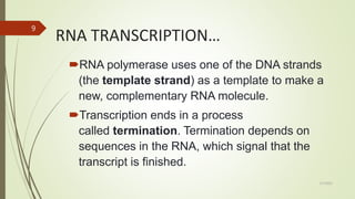 RNA TRANSCRIPTION AND PROCESSING,.pptx