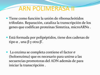 ARN POLIMERASA II
 Tiene como función la unión de ribonucleótidos
 trifosfato. Reparación, cataliza la transcripción de los
 genes que codifican proteínas Sintetiza, microARNs .

 Está formada por polipéptidos, tiene dos cadenas de
 tipo α , una β y otra β'.

 La enzima se completa contiene el factor σ
 (holoenzima) que es necesario para unirse a las
 secuencias promotoras del ADN además de para
 iniciar la transcripción .
 