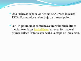 Una Helicasa separa las hebras de ADN en las cajas
 TATA. Formandose la burbuja de transcripción.

 la ARN polimerasa comienza a unir ribonucleótidos
 mediante enlaces fosfodiéster, una vez formado el
 primer enlace fosfodiéster acaba la etapa de iniciación.
 