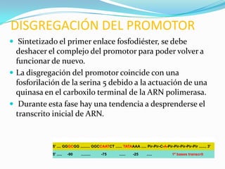 DISGREGACIÓN DEL PROMOTOR
 Sintetizado el primer enlace fosfodiéster, se debe
  deshacer el complejo del promotor para poder volver a
  funcionar de nuevo.
 La disgregación del promotor coincide con una
  fosforilación de la serina 5 debido a la actuación de una
  quinasa en el carboxilo terminal de la ARN polimerasa.
 Durante esta fase hay una tendencia a desprenderse el
  transcrito inicial de ARN.


            5' .... GGGCGG ......... GGCCAATCT ...... TATAAAA ..... Pir-Pir-C-A-Pir-Pir-Pir-Pir-Pir ....... 3'

            5' .....   -90   .........    -75        ......   -25     .....           1ª bases transcrit
 
