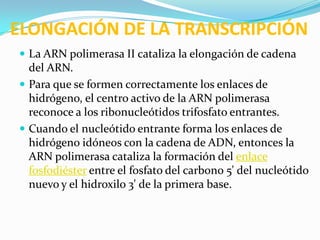 ELONGACIÓN DE LA TRANSCRIPCIÓN
 La ARN polimerasa II cataliza la elongación de cadena
  del ARN.
 Para que se formen correctamente los enlaces de
  hidrógeno, el centro activo de la ARN polimerasa
  reconoce a los ribonucleótidos trifosfato entrantes.
 Cuando el nucleótido entrante forma los enlaces de
  hidrógeno idóneos con la cadena de ADN, entonces la
  ARN polimerasa cataliza la formación del enlace
  fosfodiéster entre el fosfato del carbono 5' del nucleótido
  nuevo y el hidroxilo 3' de la primera base.
 