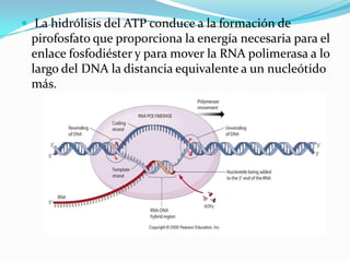  La hidrólisis del ATP conduce a la formación de
 pirofosfato que proporciona la energía necesaria para el
 enlace fosfodiéster y para mover la RNA polimerasa a lo
 largo del DNA la distancia equivalente a un nucleótido
 más.
 