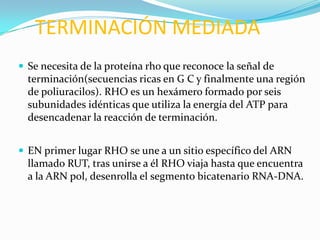 TERMINACIÓN MEDIADA
 Se necesita de la proteína rho que reconoce la señal de
  terminación(secuencias ricas en G C y finalmente una región
  de poliuracilos). RHO es un hexámero formado por seis
  subunidades idénticas que utiliza la energía del ATP para
  desencadenar la reacción de terminación.


 EN primer lugar RHO se une a un sitio específico del ARN
  llamado RUT, tras unirse a él RHO viaja hasta que encuentra
  a la ARN pol, desenrolla el segmento bicatenario RNA-DNA.
 