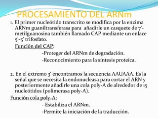 PROCESAMIENTO DEL ARNm
1. El primer nucleótido transcrito se modifica por la enzima
   ARNm guaniltransferasa para añadirle un casquete de 7'-
   metilguanosina también llamado CAP mediante un enlace
   5'-5' trifosfato.
   Función del CAP:
                 -Proteger del ARNm de degradación.
                 -Reconocimiento para la síntesis proteíca.

2. En el extremo 3‘ encontramos la secuencia AAUAAA. Es la
   señal que se necesita la endonucleasa para cortar el ARN y
   posteriormente añadirle una cola poly-A de alrededor de 15
   nucleótidos (polimerasa poly-A).
Función cola poly-A:
               - Estabiliza el ARNm.
               -Permite la iniciación de la traducción.
 