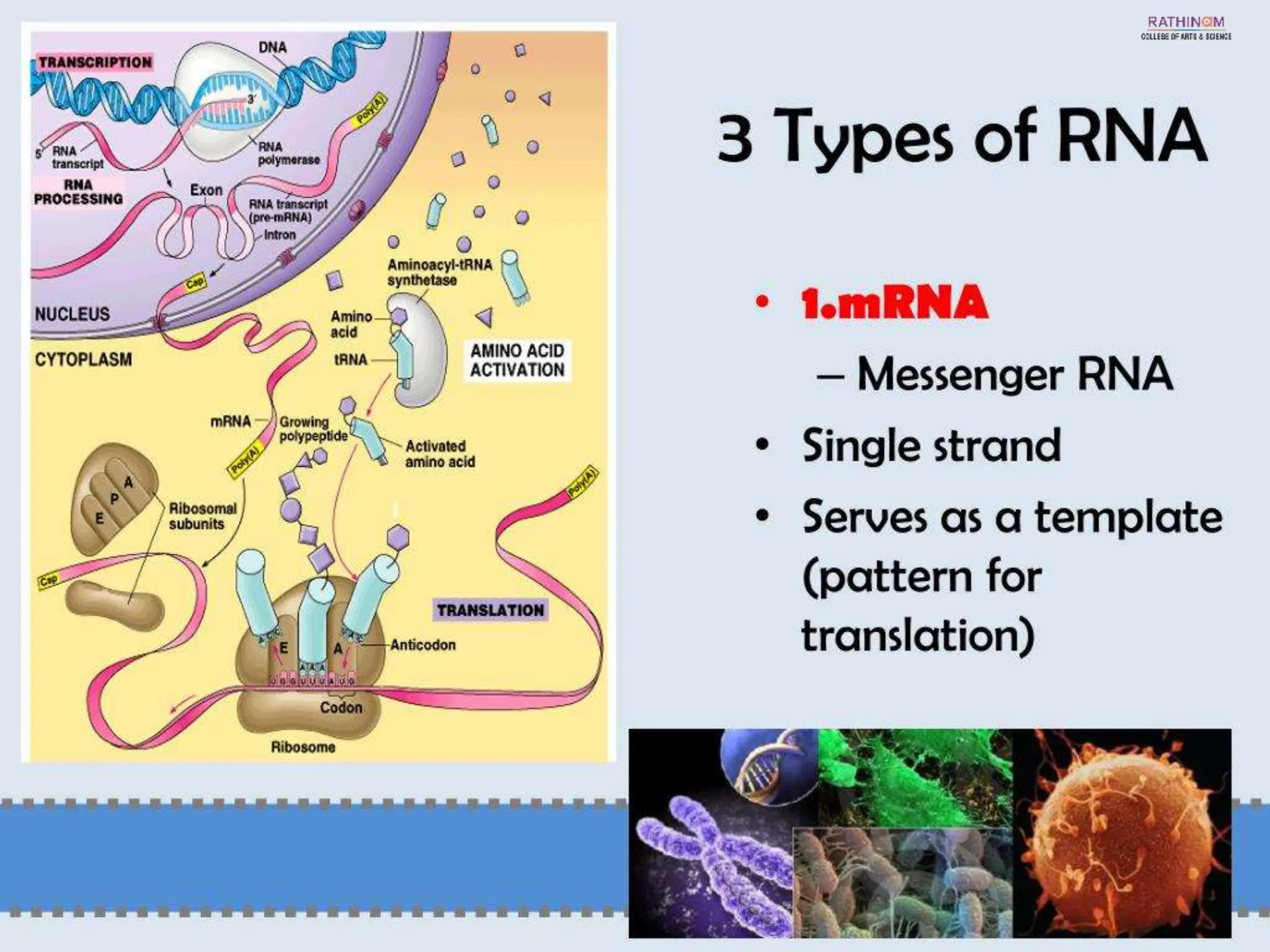 RNA Types and Functions.pptx