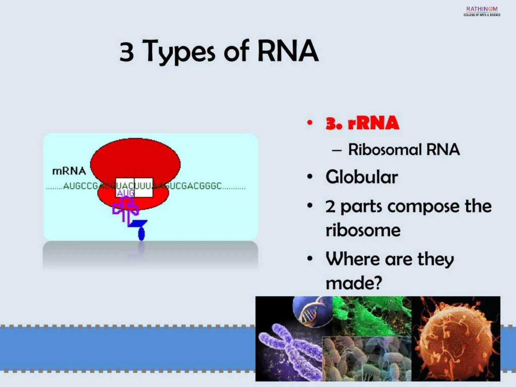RNA Types and Functions.pptx