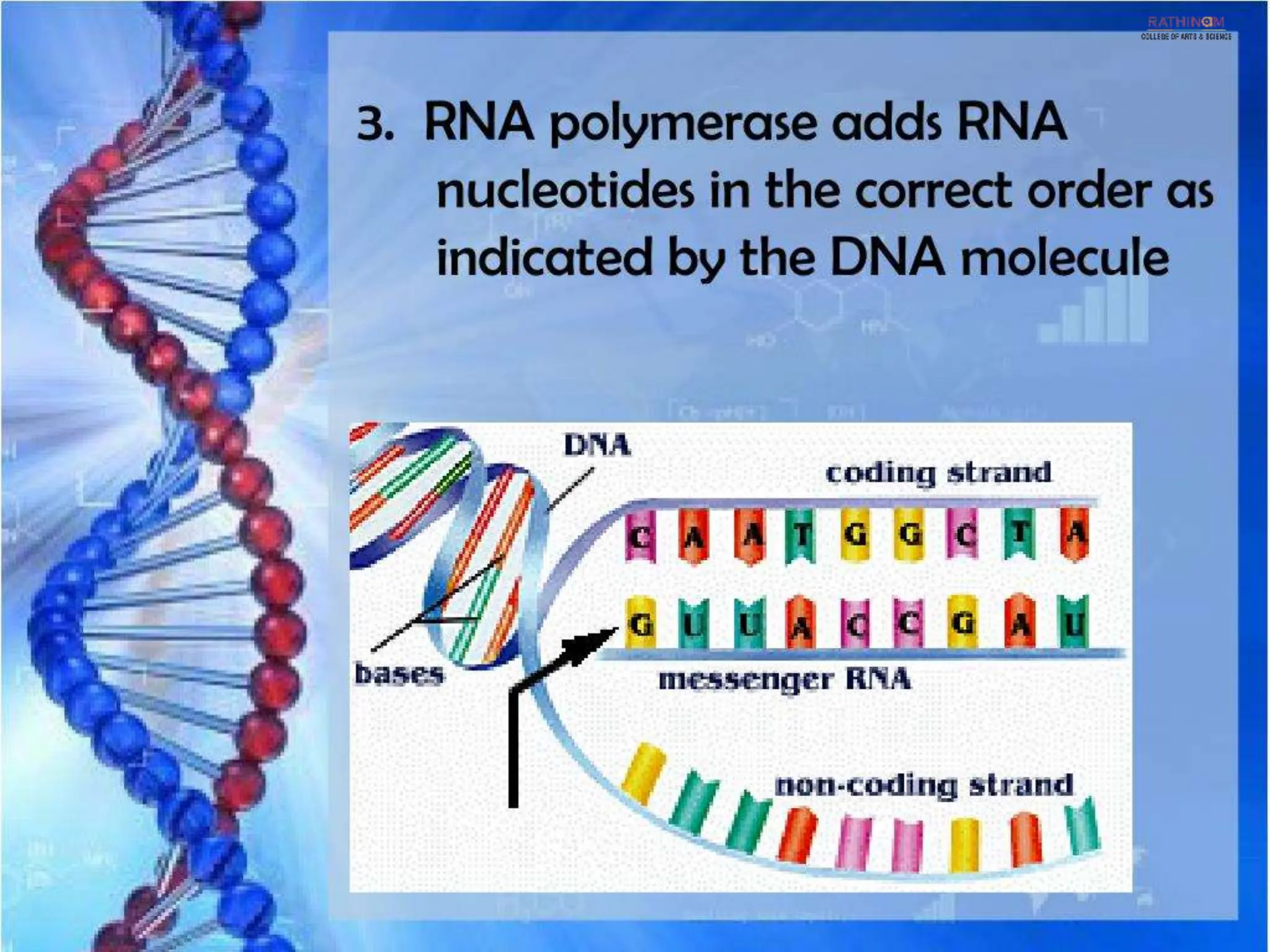 RNA Types and Functions.pptx
