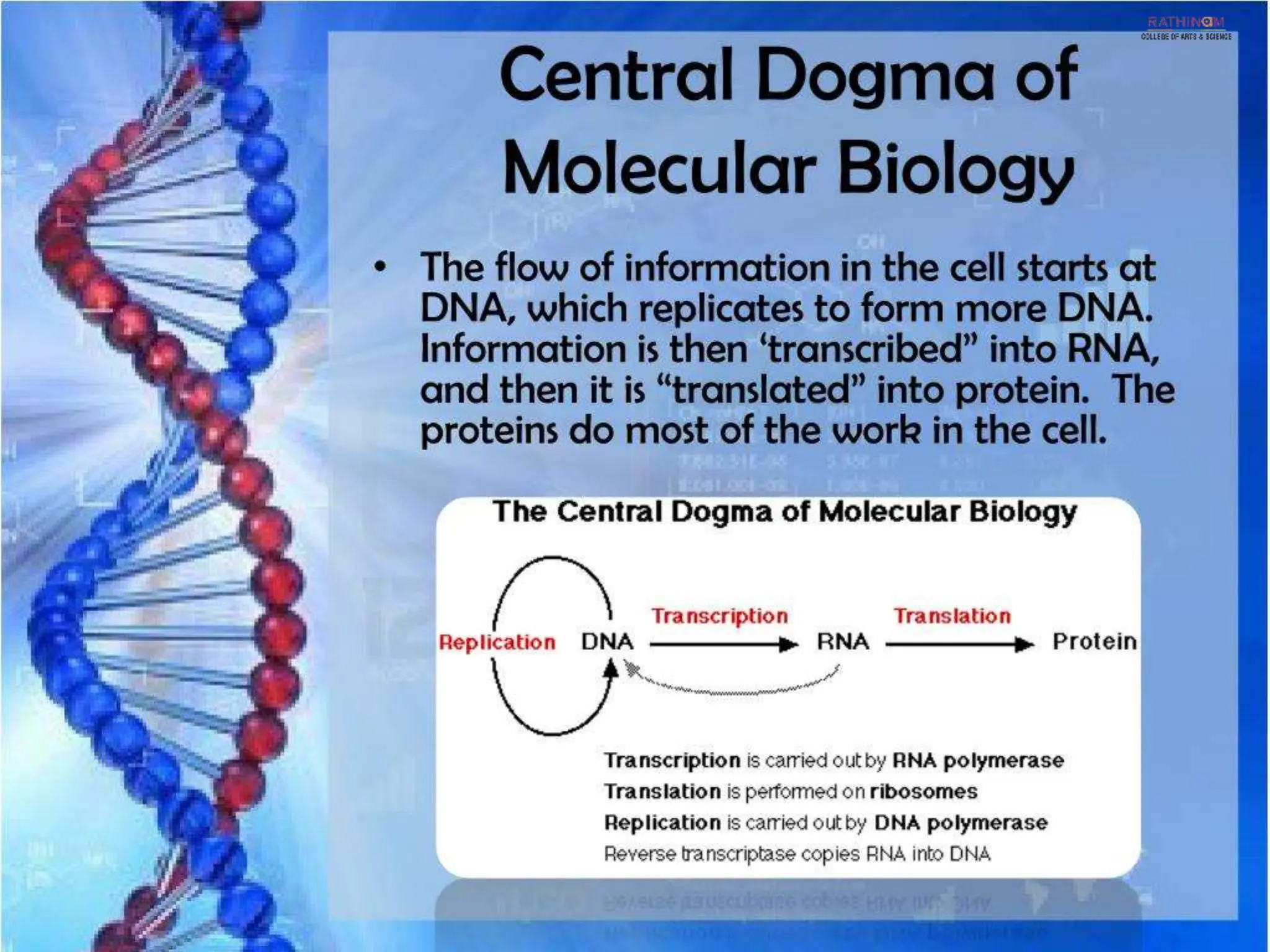 RNA Types and Functions.pptx
