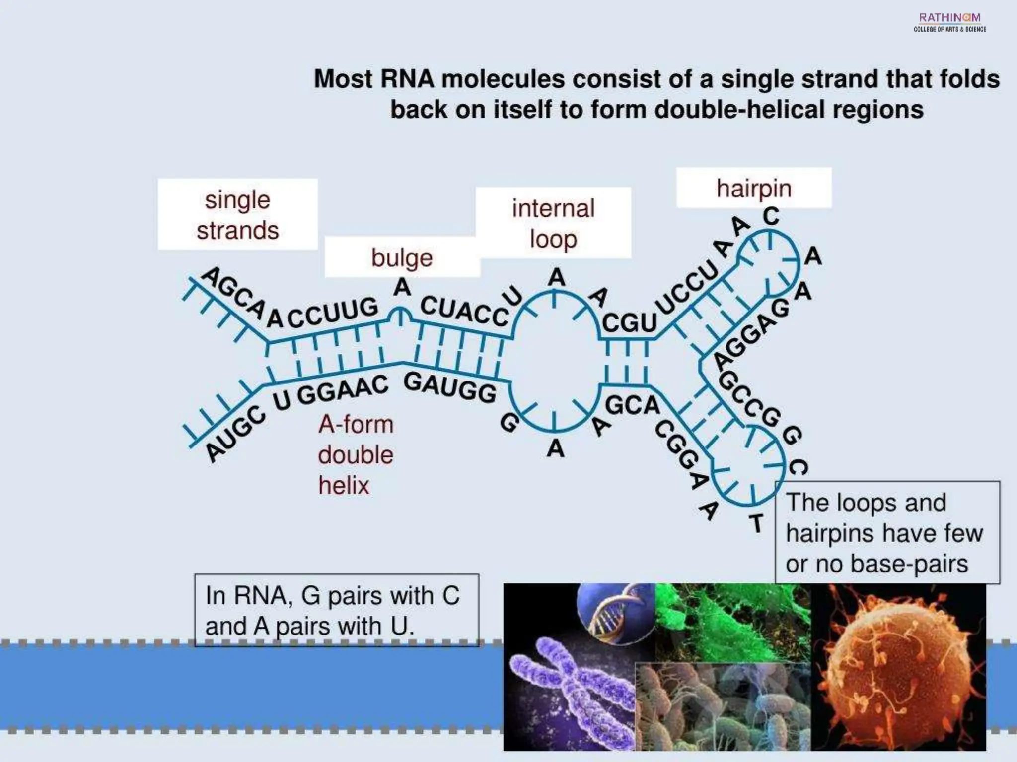 RNA Types and Functions.pptx