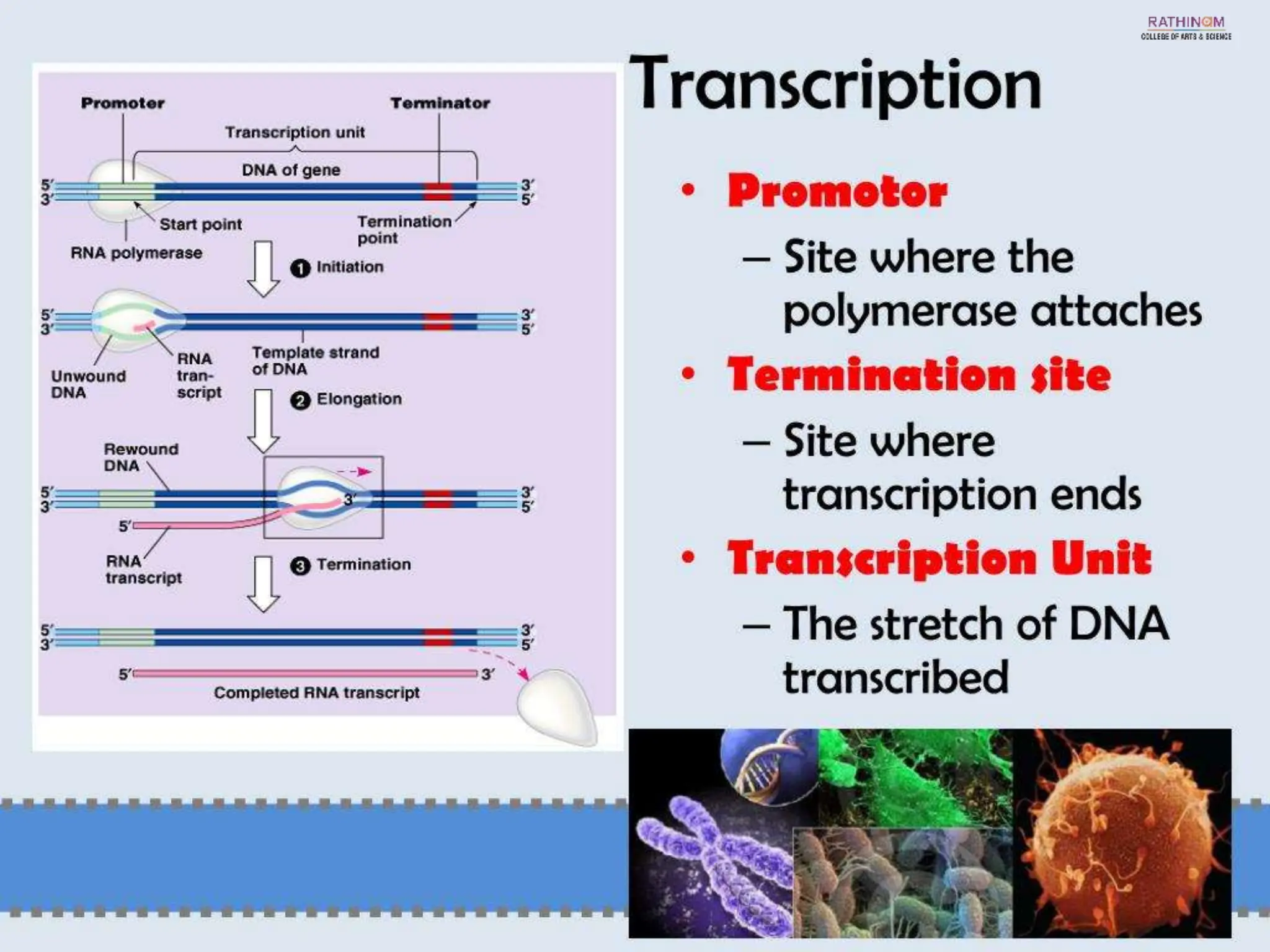 RNA Types and Functions.pptx