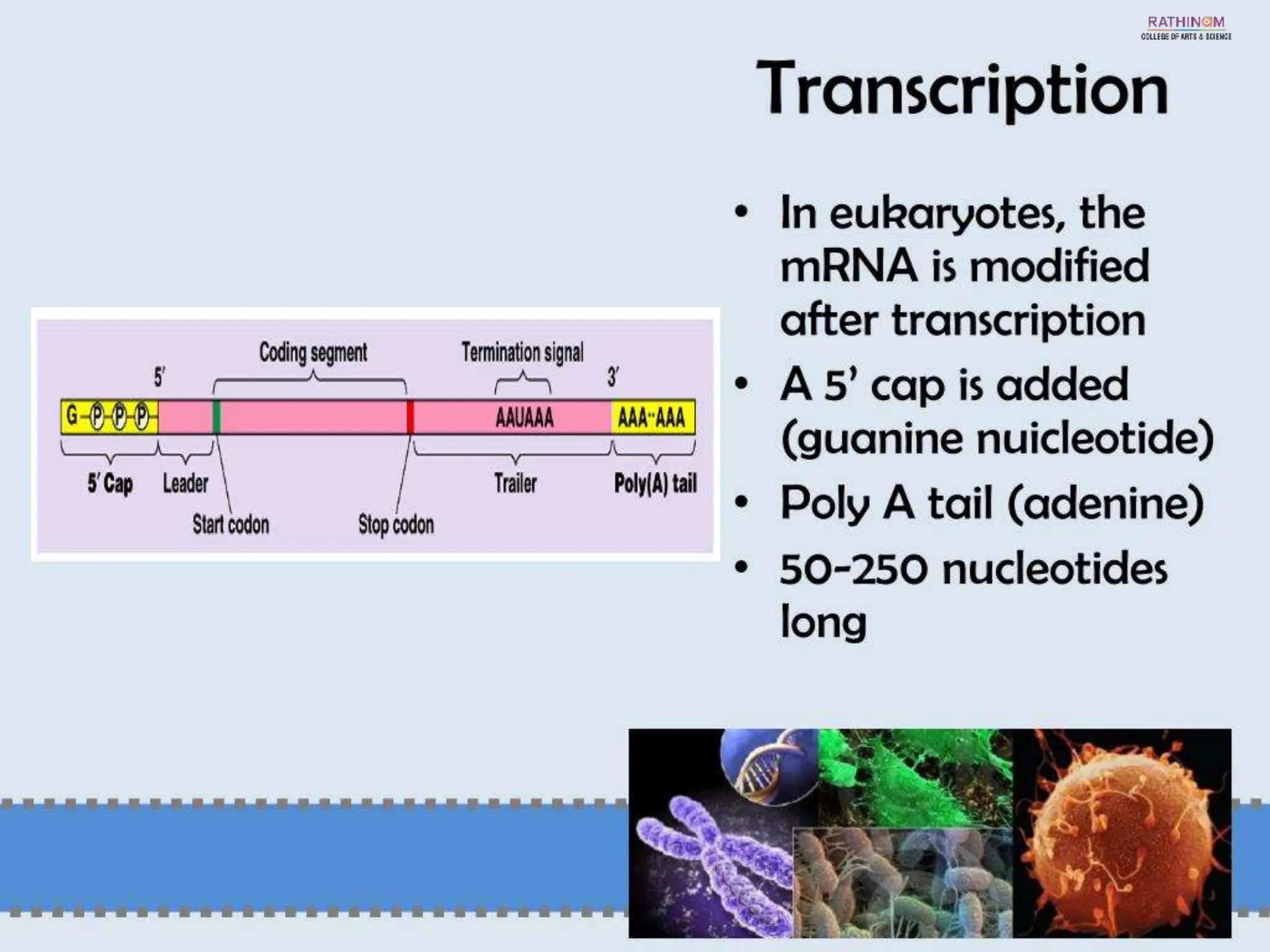 RNA Types and Functions.pptx
