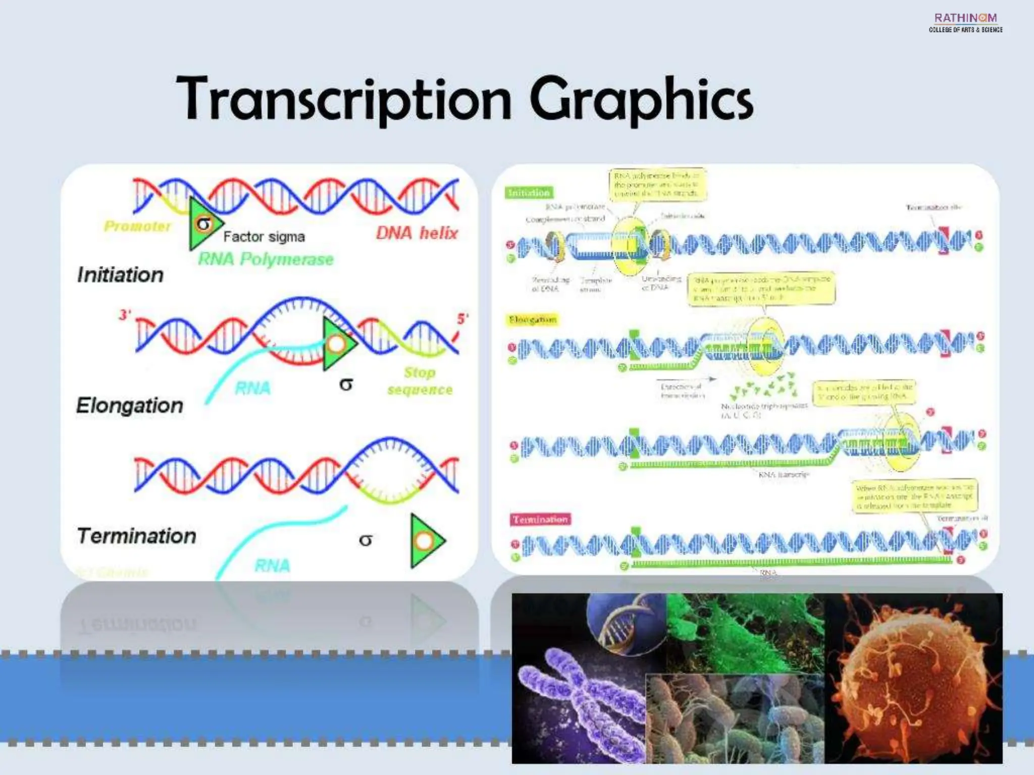 RNA Types and Functions.pptx