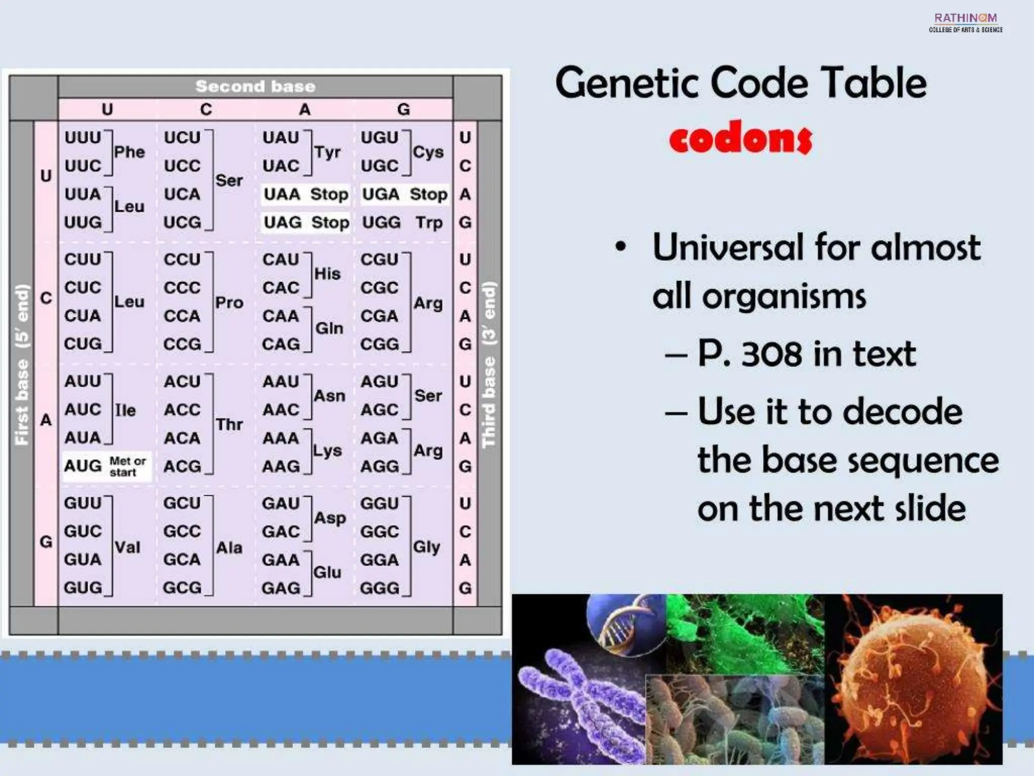 RNA Types and Functions.pptx