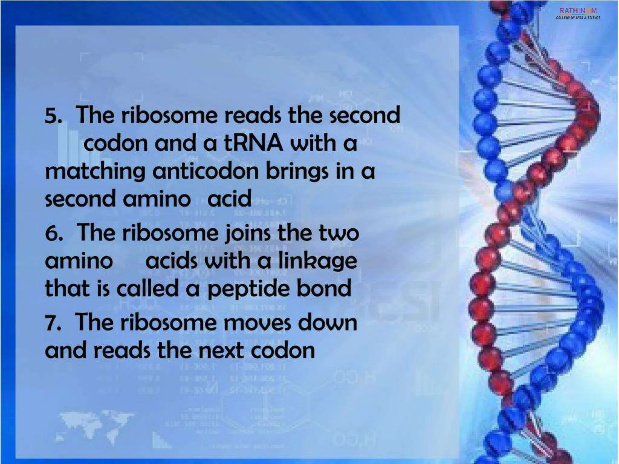 RNA Types and Functions.pptx