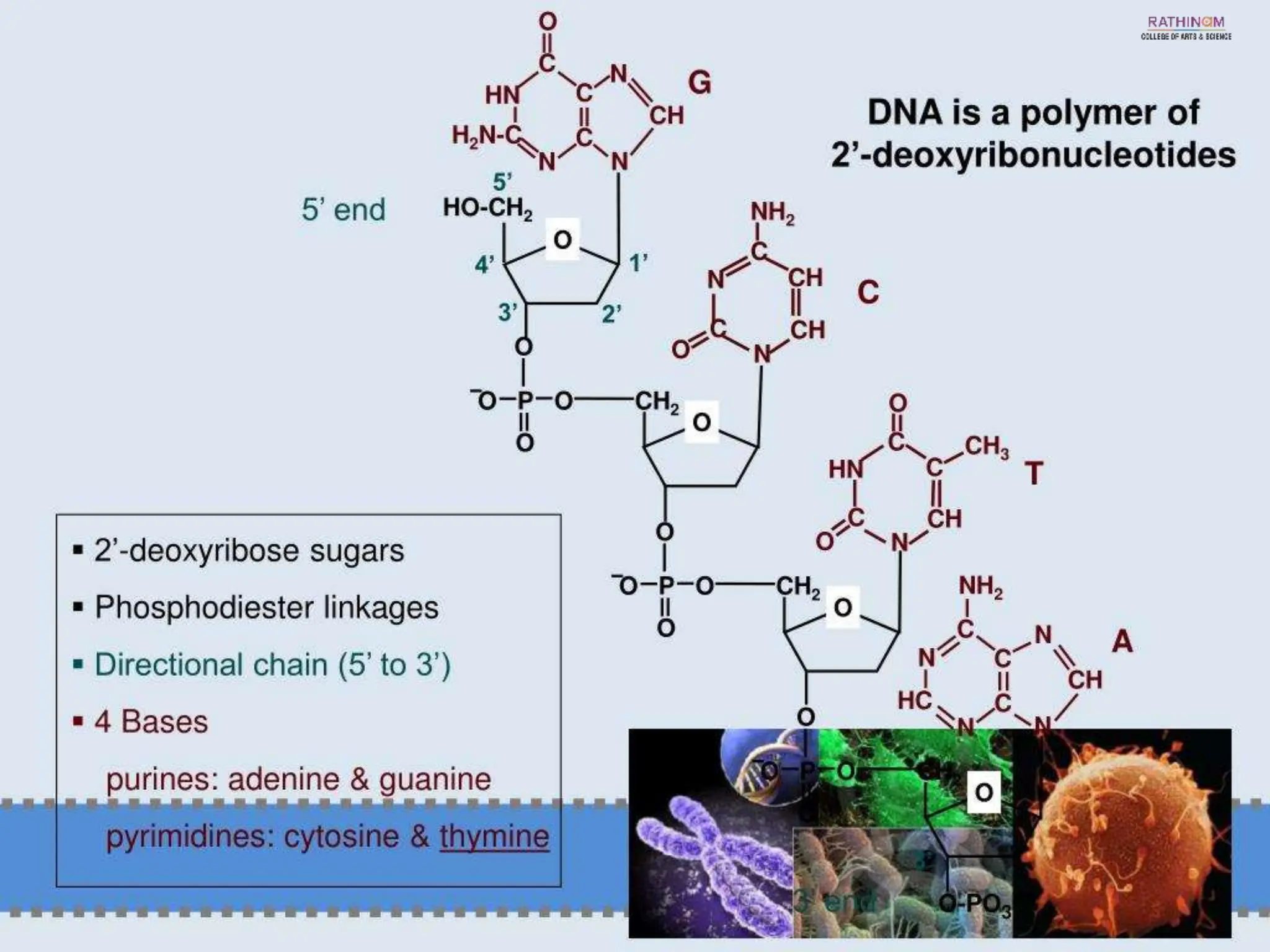 RNA Types and Functions.pptx