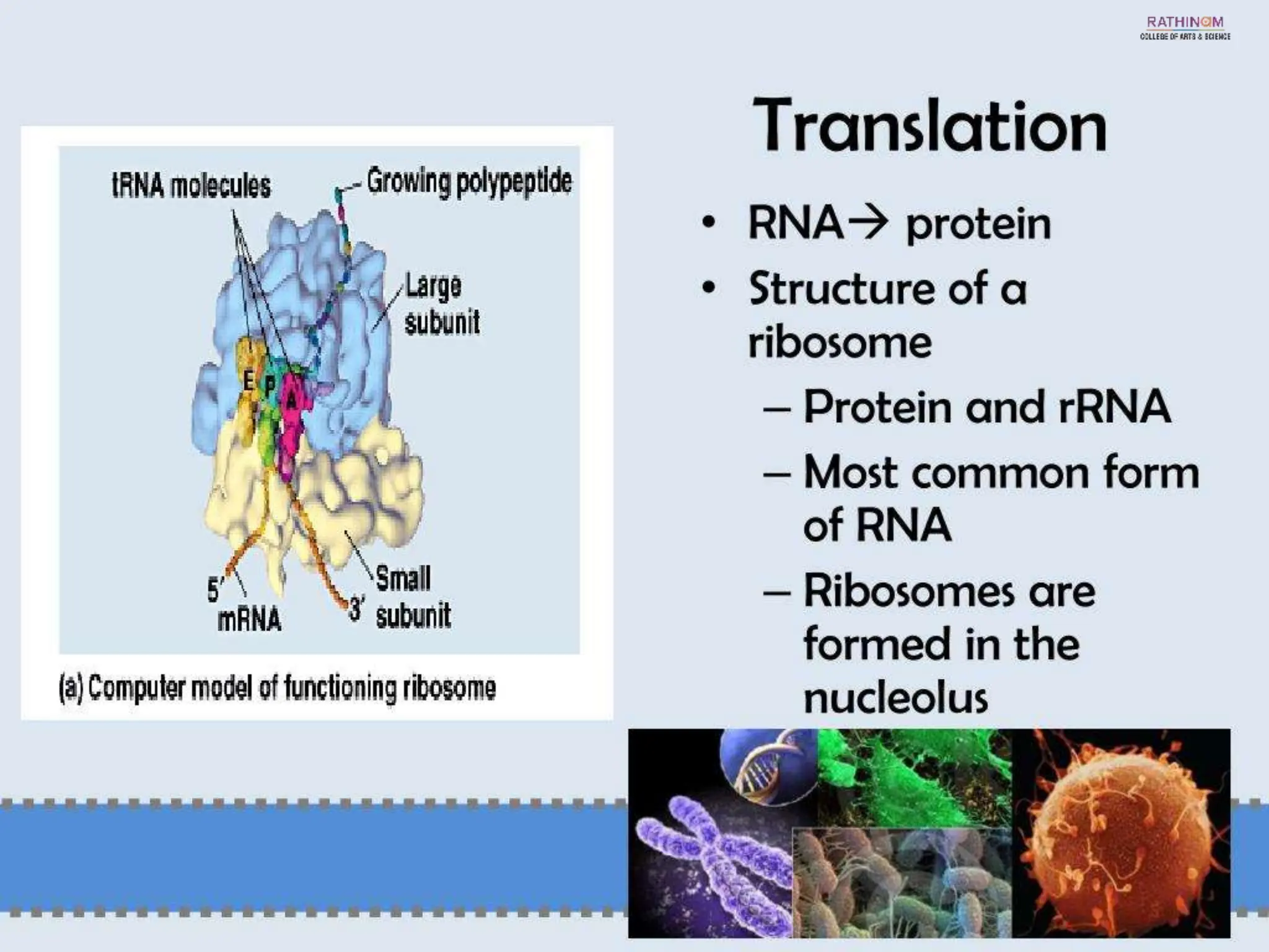RNA Types and Functions.pptx