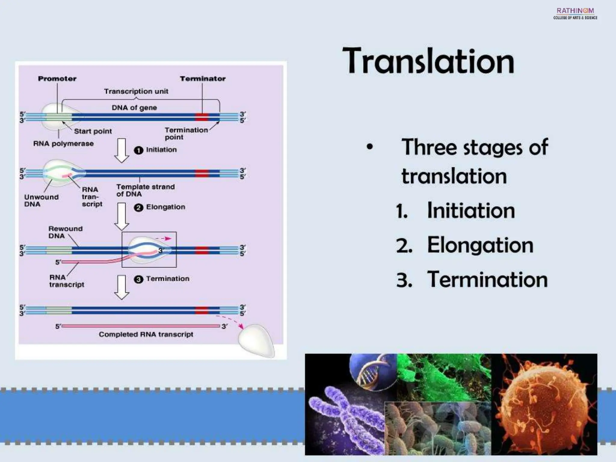 RNA Types and Functions.pptx