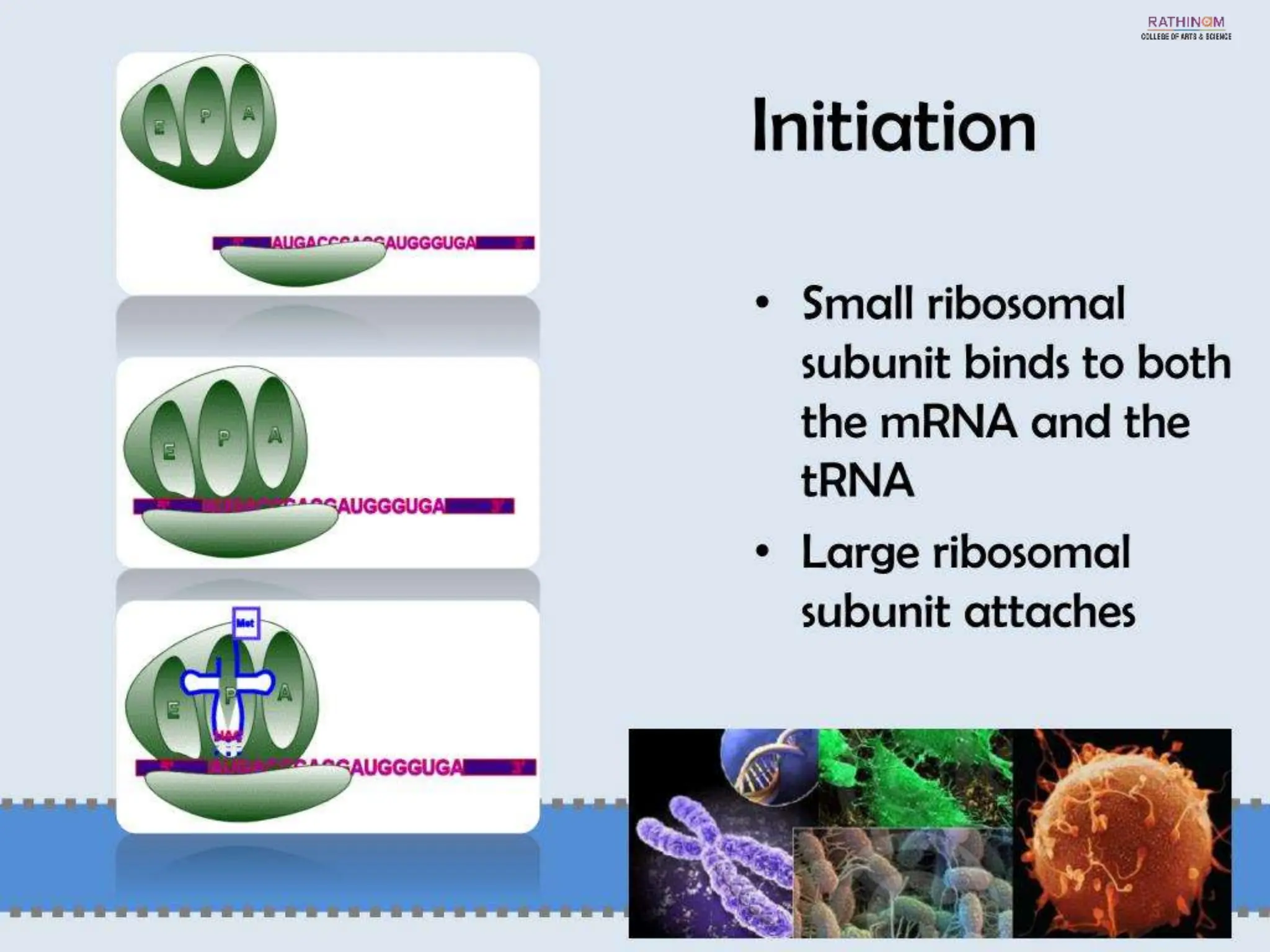 RNA Types and Functions.pptx
