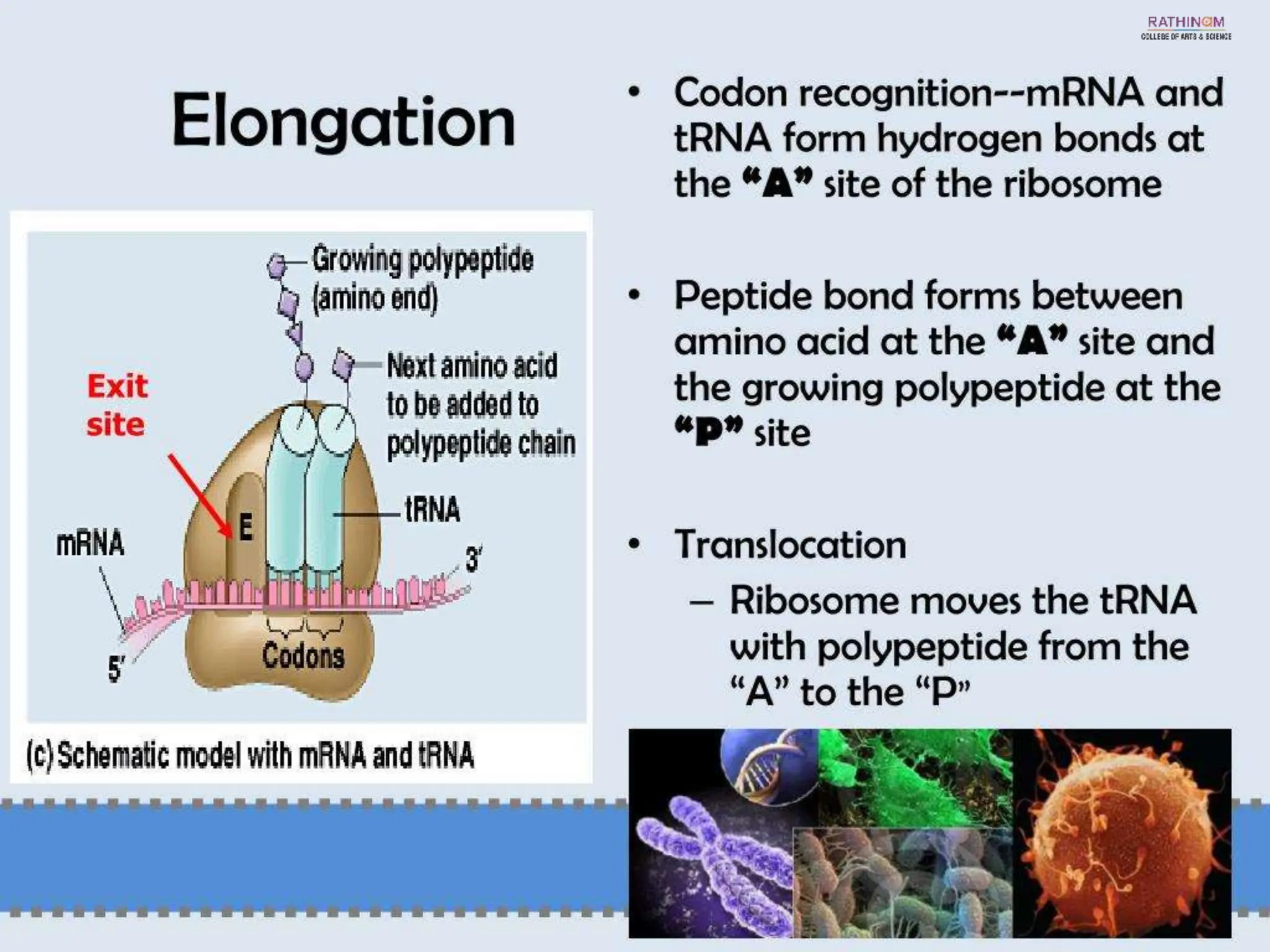 RNA Types and Functions.pptx