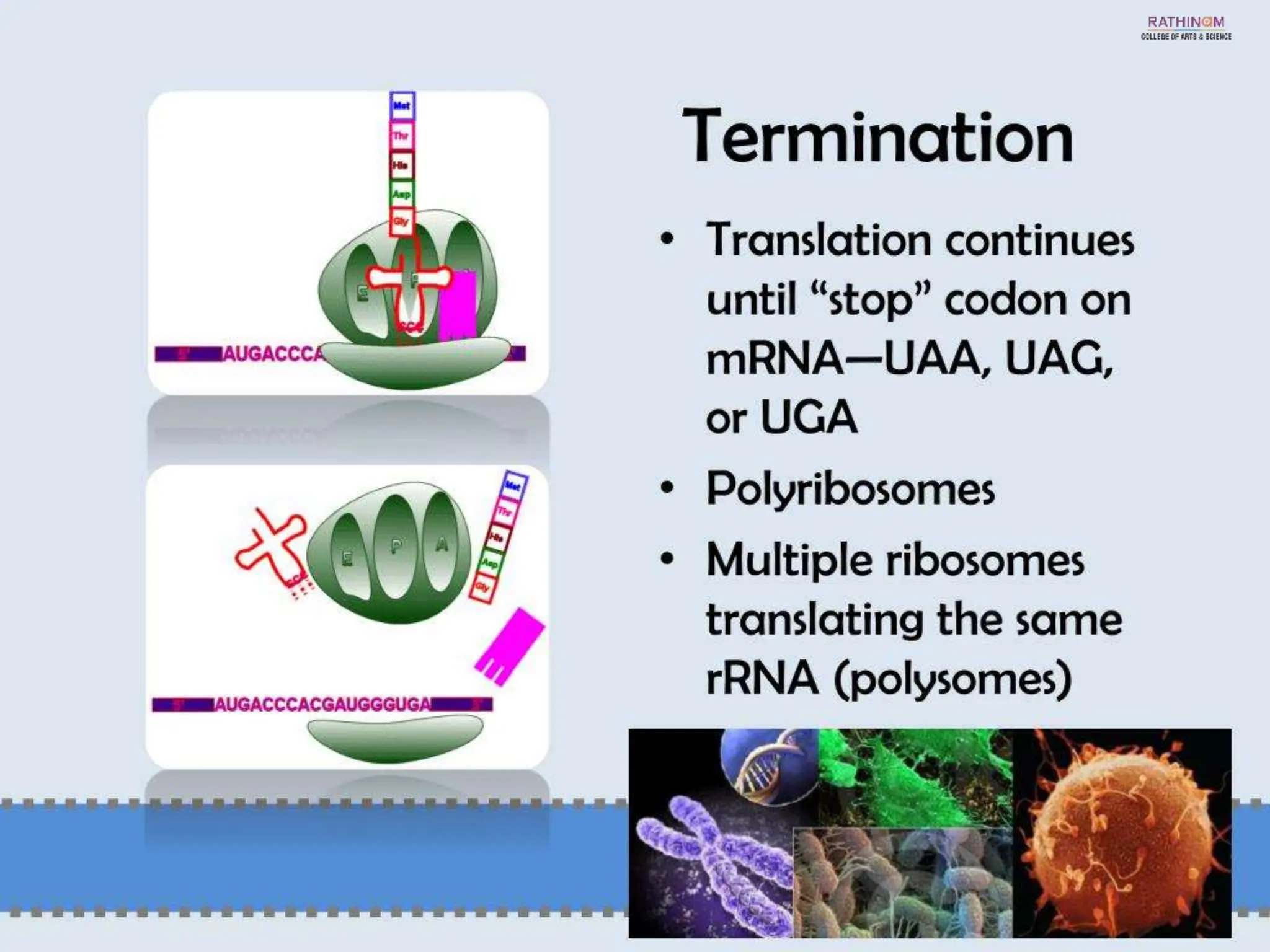 RNA Types and Functions.pptx