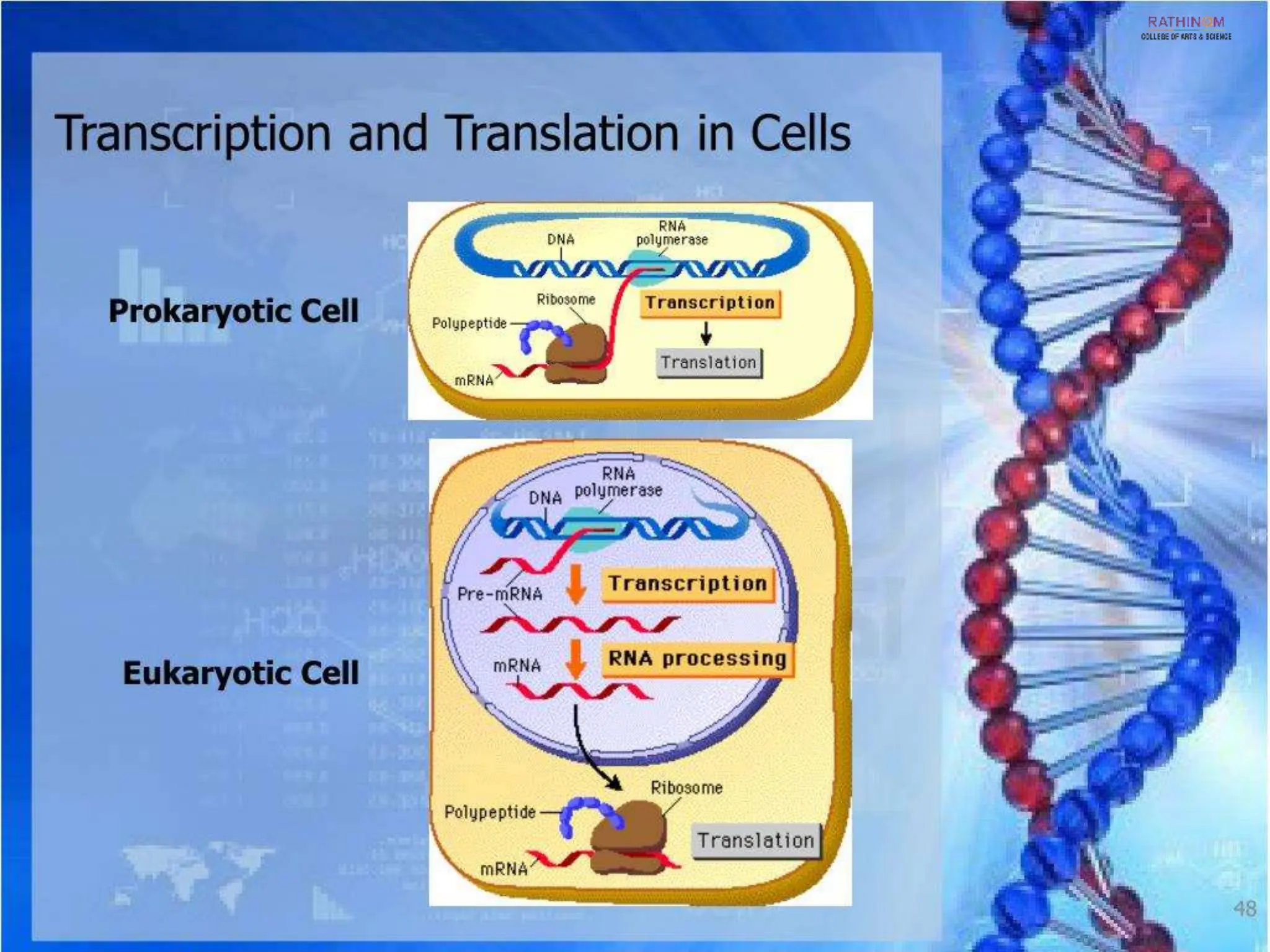 RNA Types and Functions.pptx