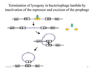 RNA_VIRUSES_(1)(1)[1].pptx