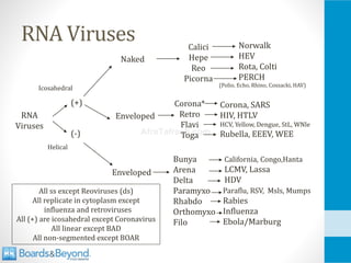 RNA Viruses atf 2.pdf classification and conplication | PDF