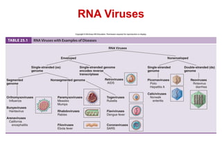 RNA virus lecture 24.pdf