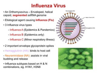 Flu Serotypes RNA virus lecture 24.pdf