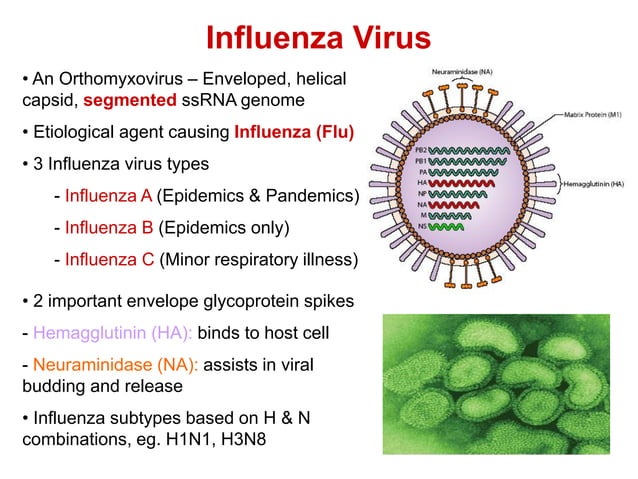 Rna Virus Lecture 24 Pdf