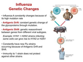 RNA virus lecture 24.pdf
