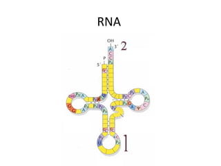 RNA