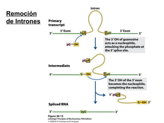 Remoción
de Intrones