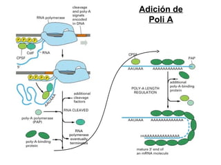 Adición de
Poli A