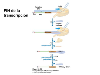 FIN de la
transcripción