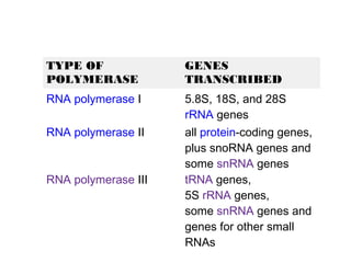 TYPE OF GENES
POLYMERASE TRANSCRIBED
RNA polymerase I 5.8S, 18S, and 28S
rRNA genes
RNA polymerase II all protein-coding genes,
plus snoRNA genes and
some snRNA genes
RNA polymerase III tRNA genes,
5S rRNA genes,
some snRNA genes and
genes for other small
RNAs