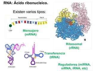 RNA: Ácido ribonucleico.
Existen varios tipos:
Mensajero
(mRNA)
Ribosomal
(rRNA)
Transferencia
(tRNA)
Reguladores (miRNA,
siRNA, iRNA, etc)