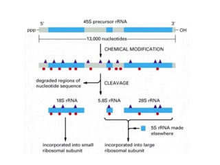 Rna y proteínas