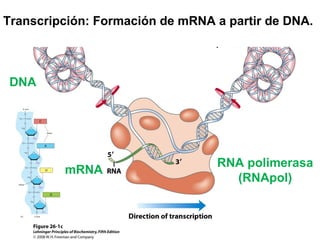 Transcripción: Formación de mRNA a partir de DNA.
DNA
RNA polimerasa
mRNA
(RNApol)