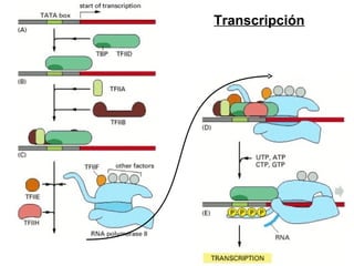 Transcripción