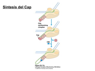 Síntesis del Cap