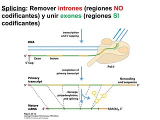 Splicing: Remover intrones (regiones NO
codificantes) y unir exones (regiones SI
codificantes)