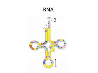 RNA
 