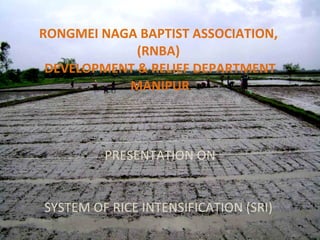 RONGMEI NAGA BAPTIST ASSOCIATION,  (RNBA)   DEVELOPMENT & RELIEF DEPARTMENT  MANIPUR PRESENTATION ON   SYSTEM OF RICE INTENSIFICATION (SRI)  
