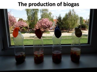 The production of biogas
 