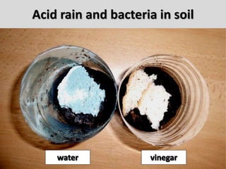 Acid rain and bacteria in soil
 