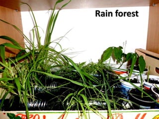 Rain forest
 