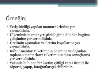 Örneğin; Yetiştiriciliği yapılan mantar türlerine yer vermelisiniz. Ülkemizde mantar yetiştiriciliğinin dünden bugüne gelişimine yer vermelisiniz. Üretimin aşamaları ve üretim koşullarına yer vermelisiniz. Kültür mantarı tüketiminin önemine ve doğadan toplanan mantarların tüketiminin olası sonuçlarına yer vermelisiniz. Yakında bulunan bir üretim çiftliği varsa üretici ile röportaj yapıp, fotoğraflar çekebilirsiniz.  