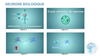 NEURONE BIOLOGIQUE
 
