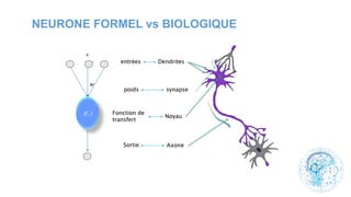 NEURONE FORMEL vs BIOLOGIQUE
 